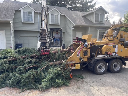 Bob's Property Solutions crew removing a tree and chipping branches at a Puyallup home