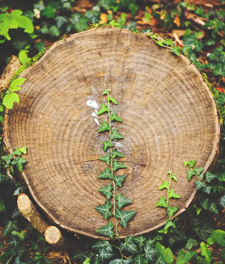 Freshly cut tree stump at ground level surrounded by green growth after stump grinding