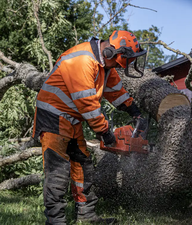 Lumberjack cutting through a tree trunk with a chainsaw during a tree removal
