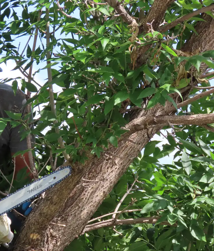 Tree service worker cutting a limb with a chainsaw high in a leafy tree